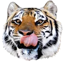 Sticker tigger - 3
