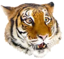 Sticker tigger - 2