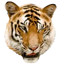 Sticker tigger - 1