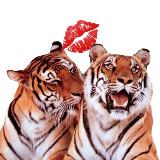 Tigers love - 