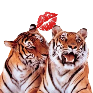 Sticker Tigers love - 7