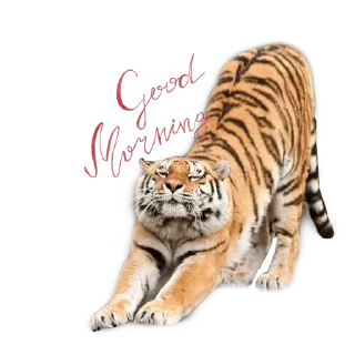 Sticker Tigers love - 4