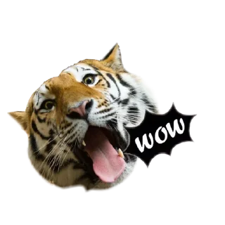 Sticker Tigers love - 9