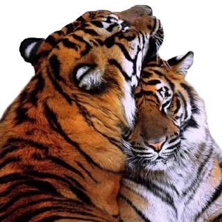 Sticker Tigers love - 6