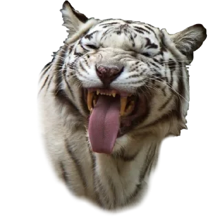 Sticker Tigers love - 3