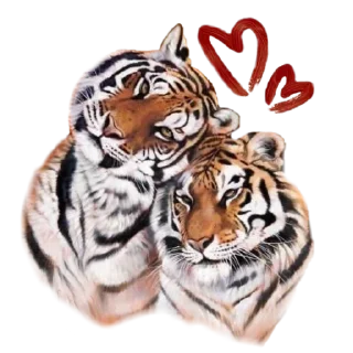 Sticker Tigers love - 10