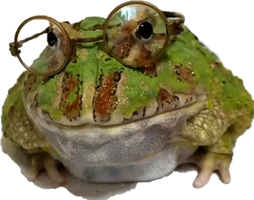 animal frog amphibian