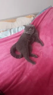 Sticker мур мяуу - 4