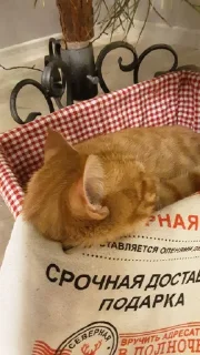 Sticker мур мяуу - 10