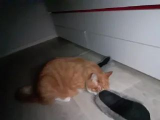 Sticker мур мяуу - 8