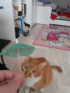 Sticker мур мяуу - 5