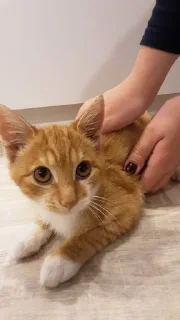 Sticker мур мяуу - 6