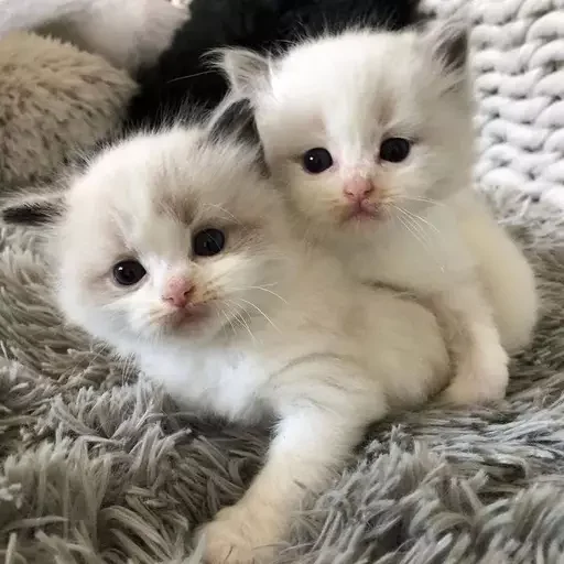 Стикер ᄋ .  .  tilted ᰔ @angelstick - 5