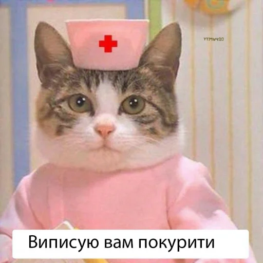 small to medium-sized cats cat felidae