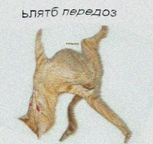 sketch animal mammal