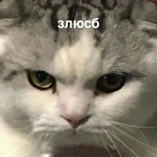 Стикер АБГДИЁЖ by @fStikBot - 10