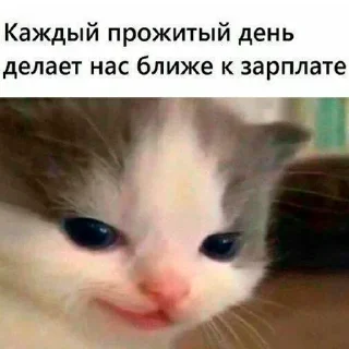 Стикер Tinkoff🤡 - 5