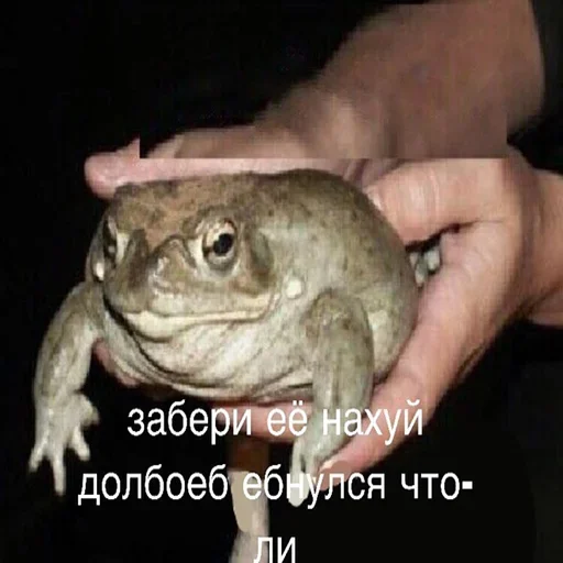 animal frog amphibian