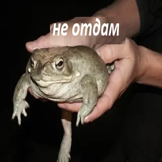 лягушка амфибия настоящая лягушка