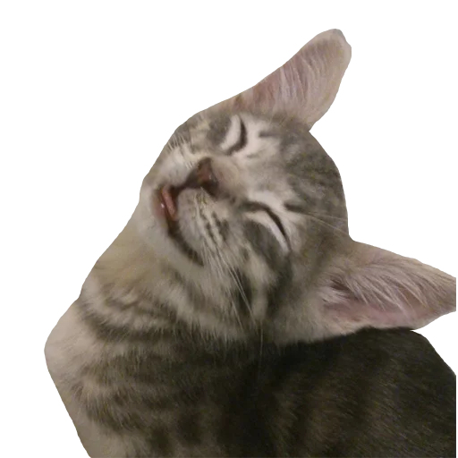 Sticker tishkathepussy - 1