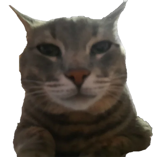 Стикер tishkathepussy - 1