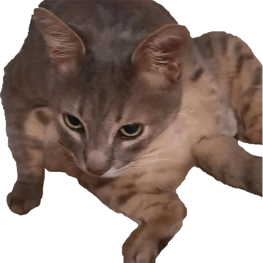 Стикер tishkathepussy - 1