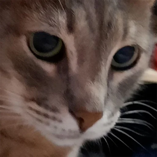 Стикер tishkathepussy - 1