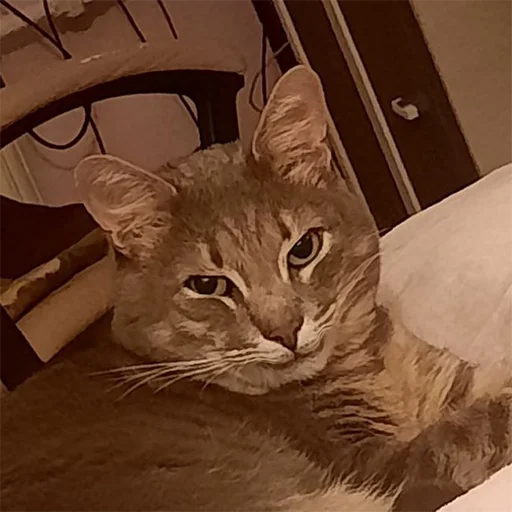 Стикер tishkathepussy - 1