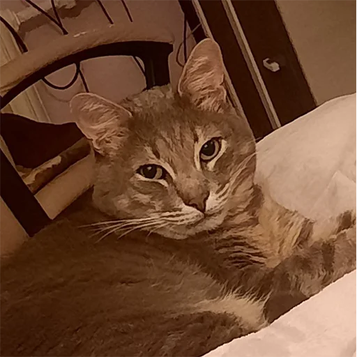 Стикер tishkathepussy - 1