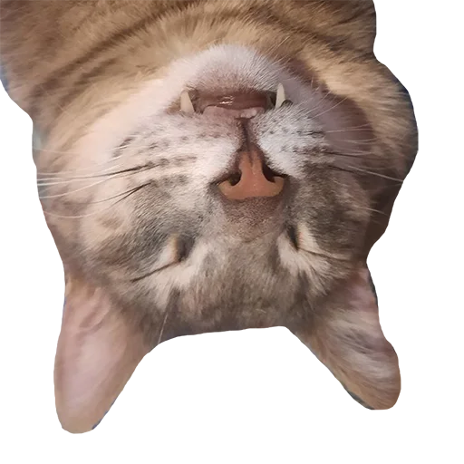 Стикер tishkathepussy - 1