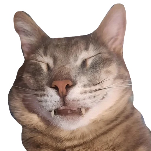 Стикер tishkathepussy - 1