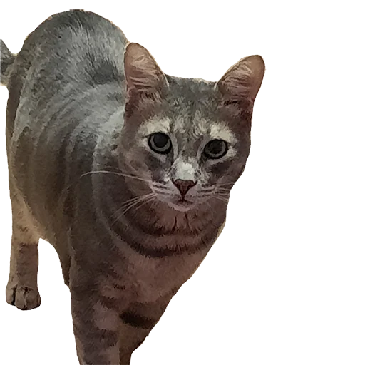 Стикер tishkathepussy - 1