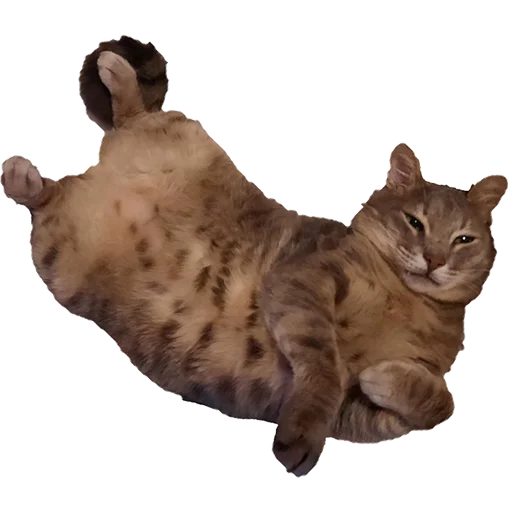 Стикер tishkathepussy - 1