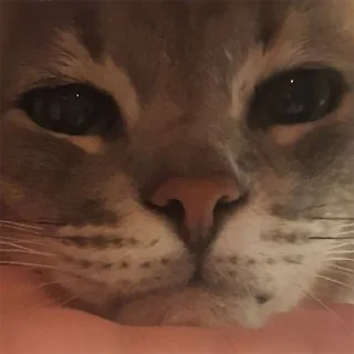 Стикер Tikhon the Lord - 5