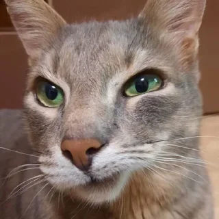 Стикер Tikhon the Lord - 9