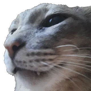 Стикер Tikhon the Lord - 6