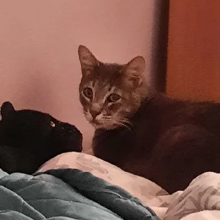 Стикер Tikhon the Lord - 3