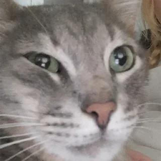 Стикер Tikhon the Lord - 10