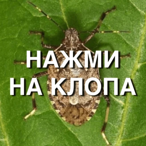 Sticker ТЫ ВАНЯЕШ - 9