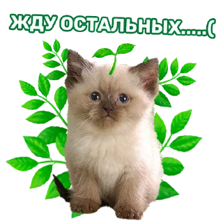 Стикер TM2425 - 5