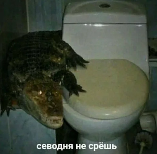 indoor toilet reptile