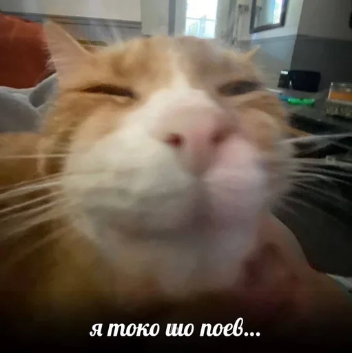 mammal animal domestic cat