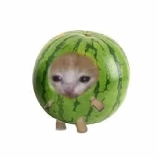 Sticker KotЫ :: @fStikBot - 6