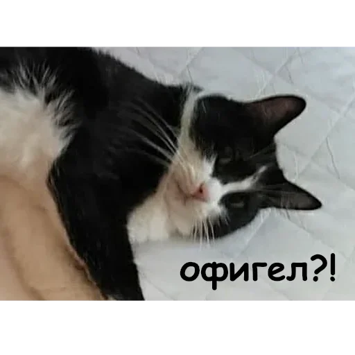 Стикер toad.admins :: @fStikBot - 7