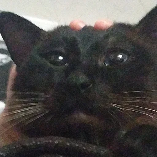 Стикер toad.admins :: @fStikBot - 1