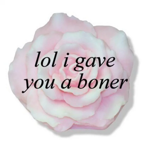 цветок роза розовый