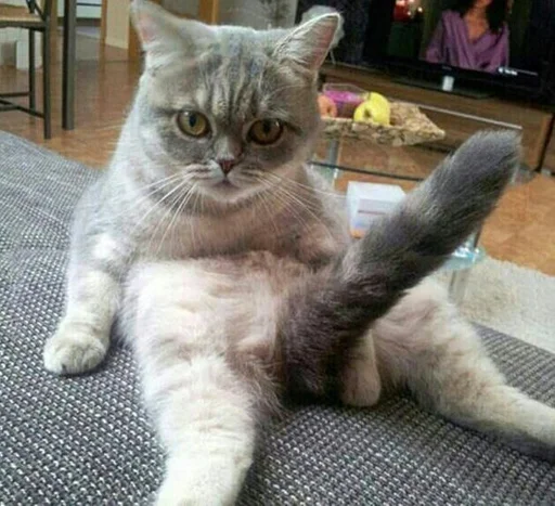 животное кошка млекопитающее