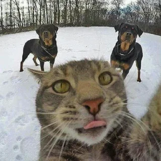 Sticker вешалка убийца 2.0 - 9