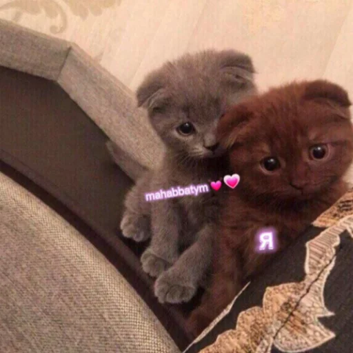 комнатный кошка мех