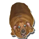 Sticker tolstaya_sobaka - 10